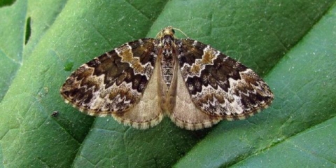 Bolesti jorgovana: lišće, deblo, kako liječiti